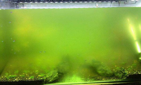 鱼缸水不几天就发绿解决办法
