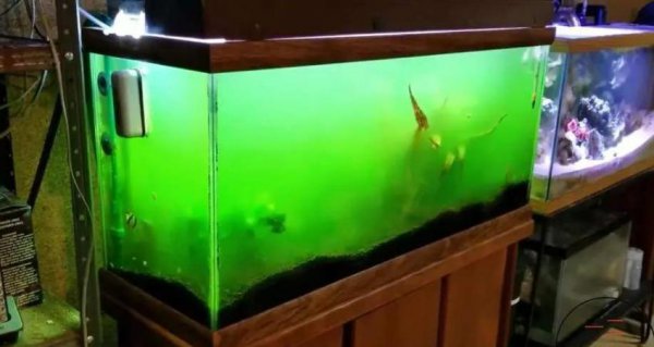 鱼缸水不几天就发绿解决办法