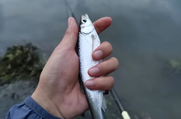 为什么水面很多白条却钓不到