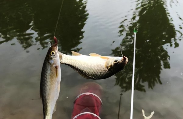 为什么水面很多白条却钓不到