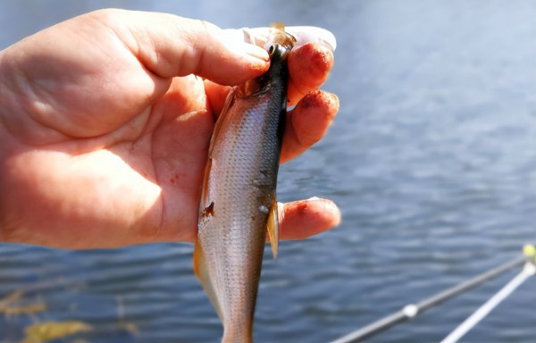 为什么水面很多白条却钓不到