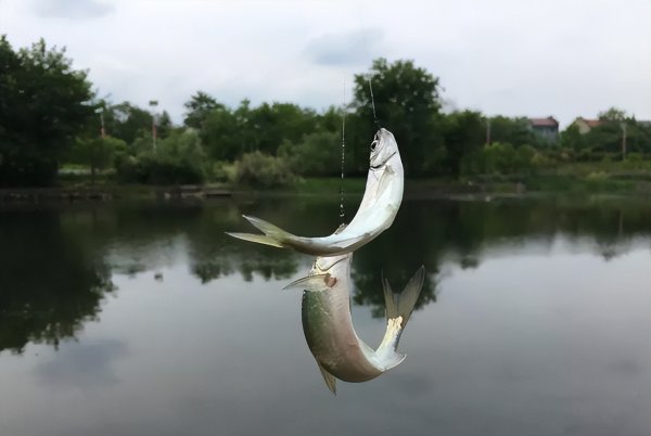 为什么水面很多白条却钓不到