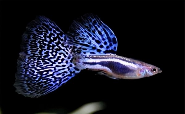 孔雀鱼交配要多长时间