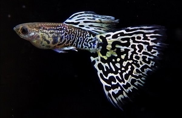 孔雀鱼交配要多长时间