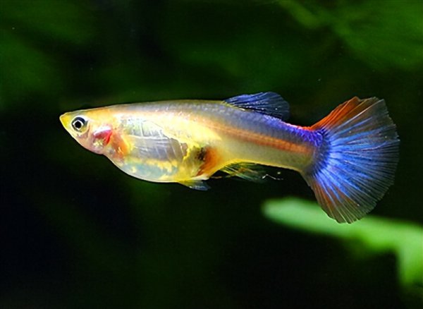 孔雀鱼交配要多长时间