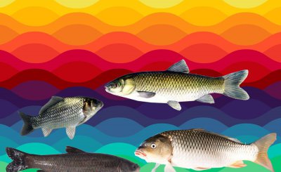 鱼喜欢什么颜色 一般鱼是色盲吗 喜欢什么颜色灯光