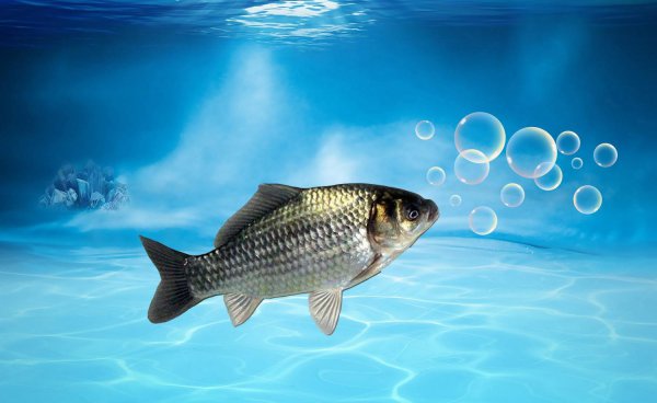 鱼喜欢什么颜色