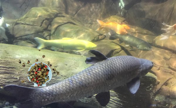 鱼喜欢什么颜色