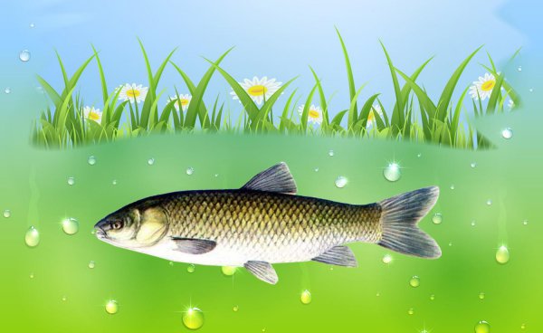 鱼喜欢什么颜色