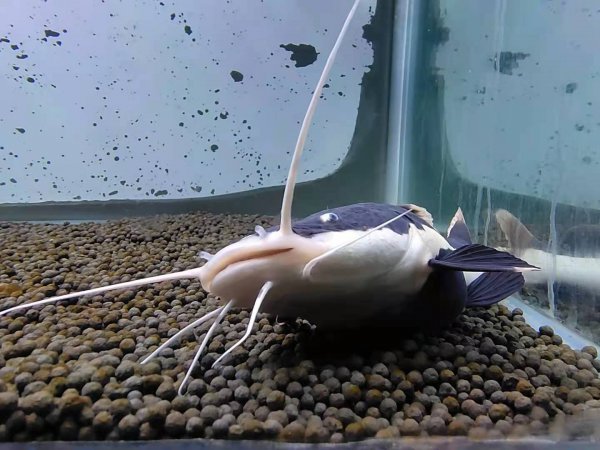 金鱼眼睛掉了怎么回事