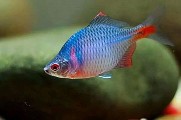 金鱼眼睛掉了怎么回事