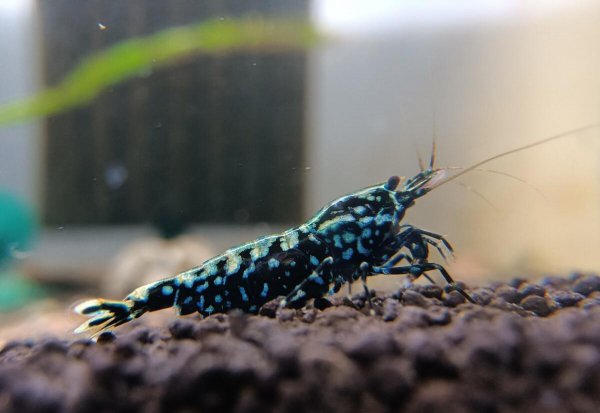 观赏虾吃什么长得快