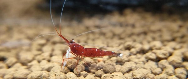 观赏虾吃什么长得快