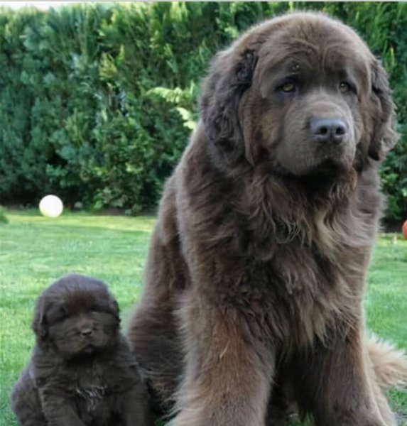 世界最大的犬都有哪些