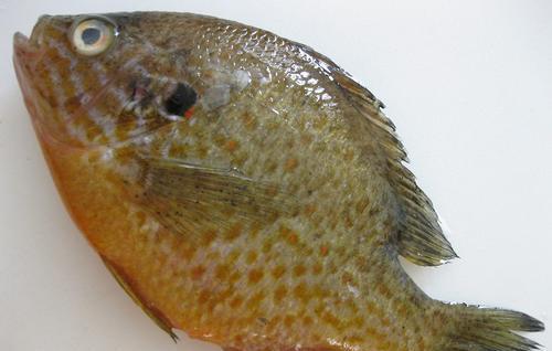 太阳鱼是什么鱼类