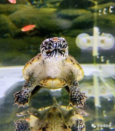 鳄龟要多大才开始凶