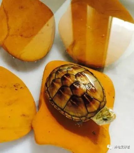 鳄龟要多大才开始凶