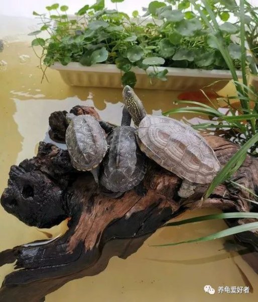 鳄龟要多大才开始凶