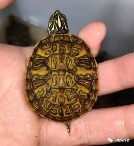 刚买的火焰龟怎么养