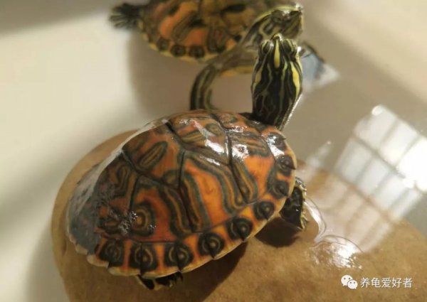 刚买的火焰龟怎么养