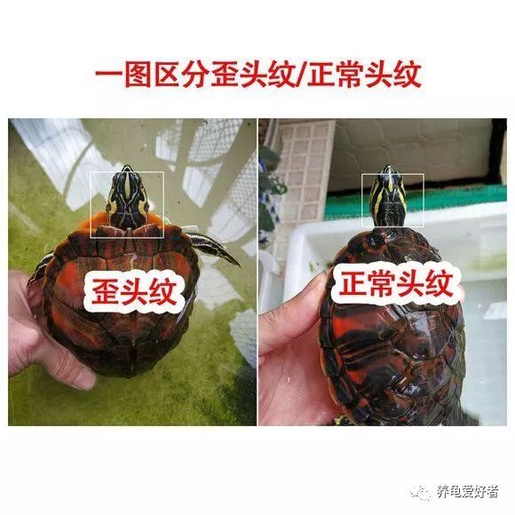 刚买的火焰龟怎么养