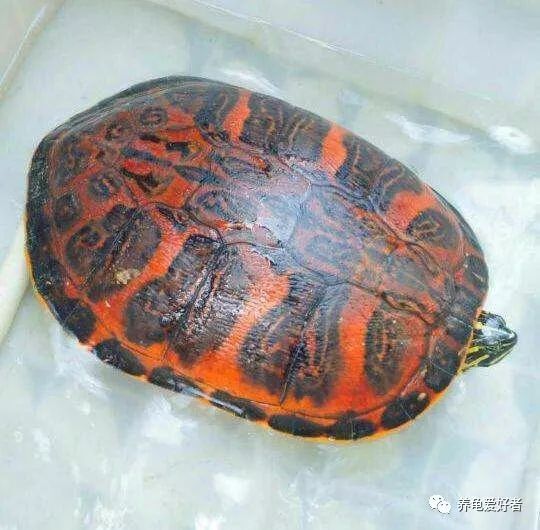 刚买的火焰龟怎么养