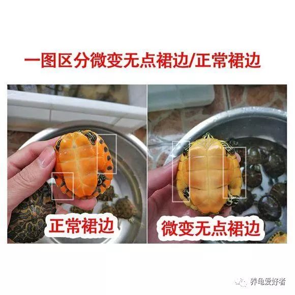 刚买的火焰龟怎么养