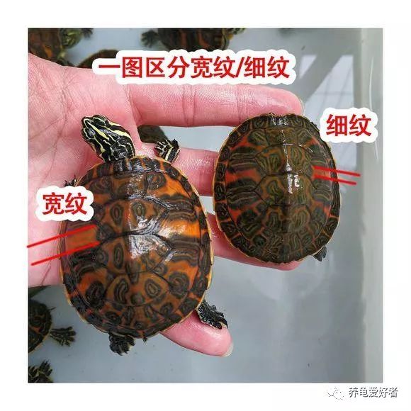 刚买的火焰龟怎么养