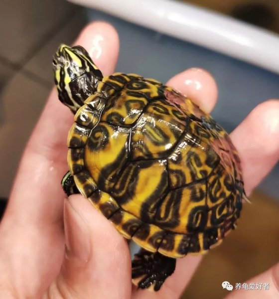 刚买的火焰龟怎么养