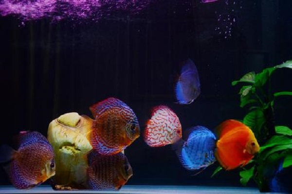 龙鱼和什么鱼混养最好