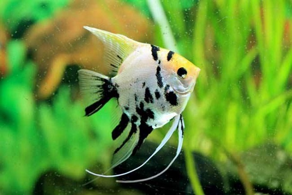 龙鱼和什么鱼混养最好