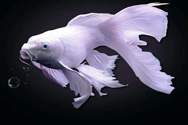 龙鱼和什么鱼混养最好