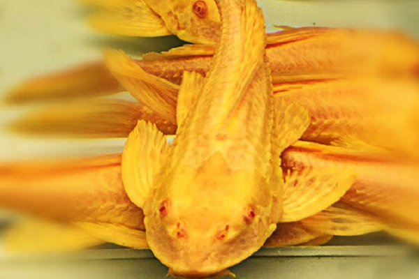 龙鱼和什么鱼混养最好