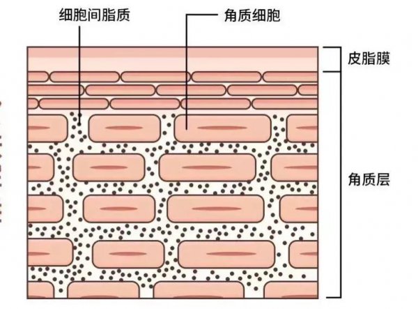 精华液是干什么的