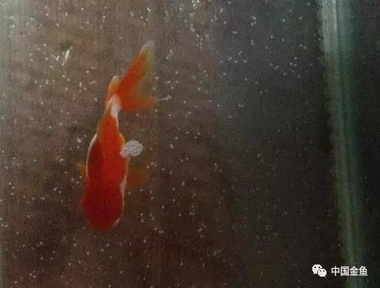 金鱼是胎生还是卵生