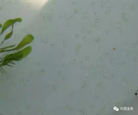 金鱼是胎生还是卵生