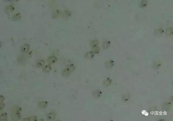 金鱼是胎生还是卵生