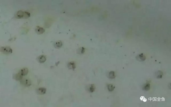 金鱼是胎生还是卵生