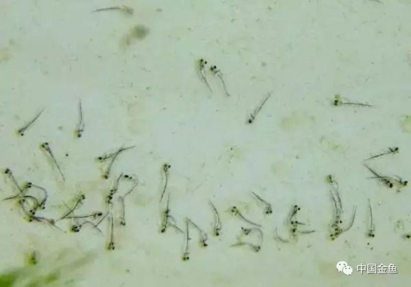 金鱼是胎生还是卵生