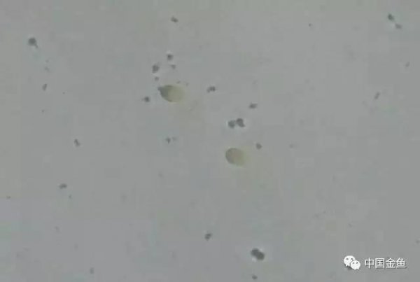 金鱼是胎生还是卵生