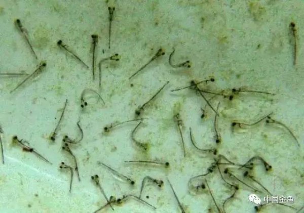 金鱼是胎生还是卵生