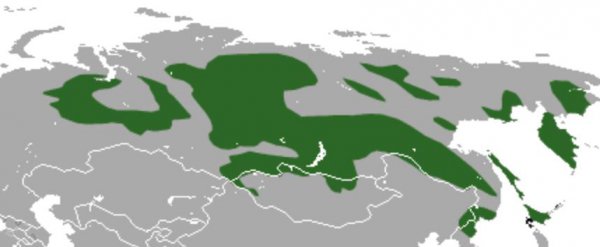 世界上最大国家是俄罗斯吗