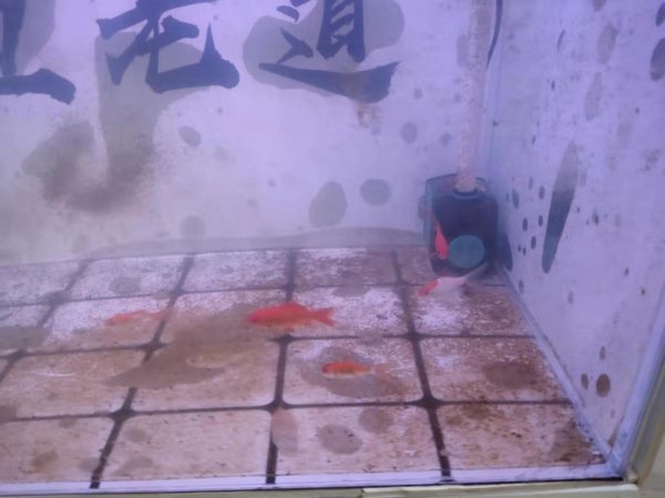 鱼缸水渍怎么清除最好的方法