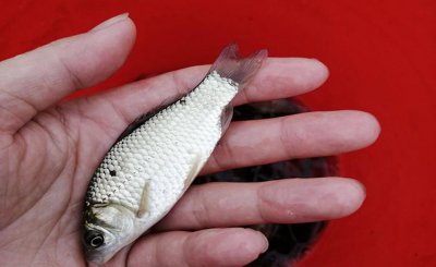 水母粉饵料如何正确使用 水母粉配什么饵料钓鲫鱼效果好