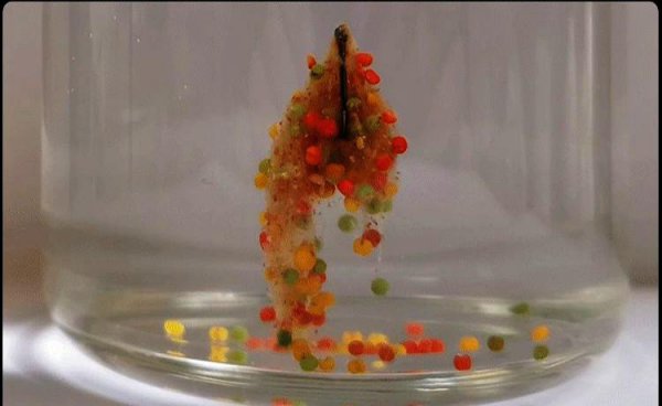 水母粉饵料如何正确使用