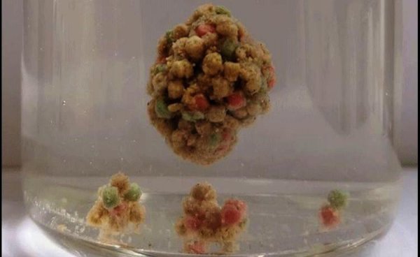 水母粉饵料如何正确使用