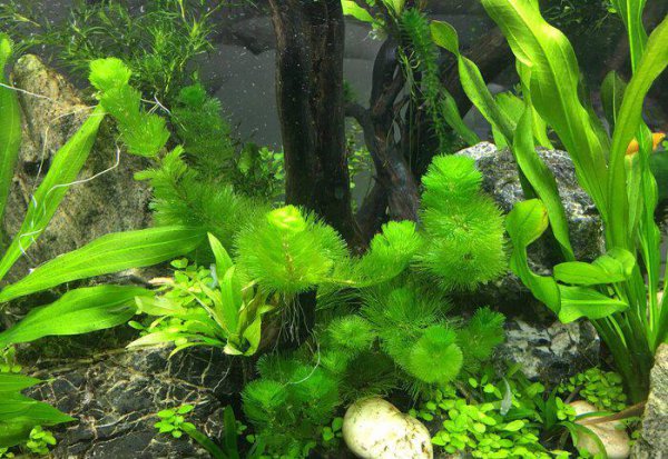 观赏鱼白点哪里可以治