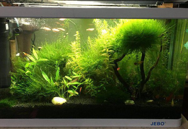 观赏鱼白点哪里可以治