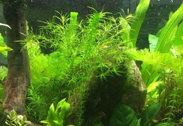 观赏鱼白点哪里可以治