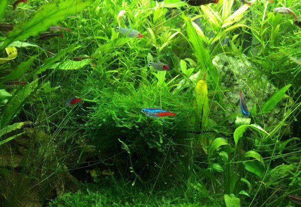 观赏鱼白点哪里可以治